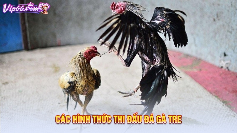Các hình thức thi đấu đá gà tre